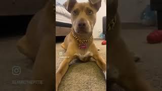 When the puppy farts   #puppy #dog #dogs #funny #happy #cute #hilarious #doglover #love