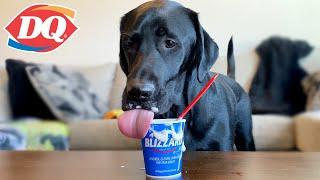 LABRADOR TRIES DAIRY QUEEN BLIZZARD FOR THE FIRST TIME