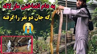 برای اولین بار مار های خطر ناک و زهری را به دام انداختیم و زدن دو نفر از باغ بان ها 