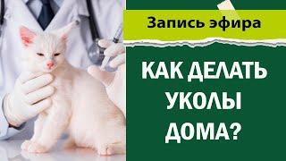 Как правильно делать уколы питомцу дома  Инъекции