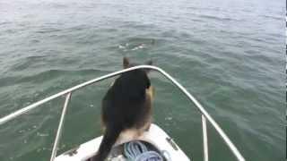 Overboard Maverick- Dog jumps on Dolphins Really Funny-Must See