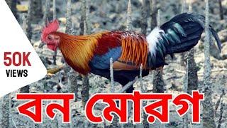 বন মোরগ বুনো মুরগি  red Jungle fowl   বাংলাদেশের বুনো মোরগ বাংলাদেশের বন্য প্রাণী 