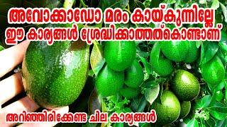 അവോക്കാഡോ കായ്ക്കാൻ ഈ കാര്യങ്ങൾ അറിയൂAvocado Plant In MalayalamAvocado krishiAvocado Cultivation