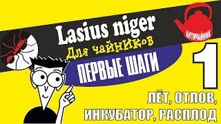 Муравьи Lasius niger для ЧАЙНИКОВ КОЛОНИЯ С НУЛЯ