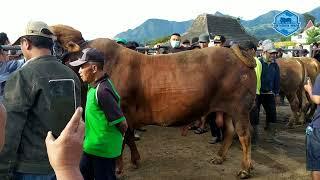 LIMOSIN JUMBO TINGGI MIRIP BIMASAKTI PASAR PLAOSAN WAGE  MAGETAN