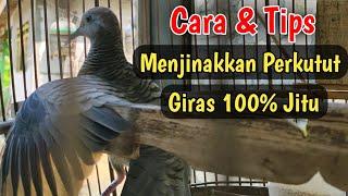 Cara Menjinakkan Perkutut Giras jitu 100% Wajib Di Tonton MANTUL