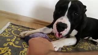 PitBull Cinsi Köpek Önünden Oyuncağını Almaya Çabalarken Neler Oldu ?