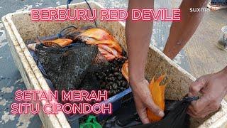 BERBURU SETAN MERAH  DANAU SITU CIPONDOH  RED DEVIL FISH