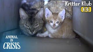 HELP Mother And Two Kittens Stuck In A Wall Pillar.. l Animal in Crisis Ep 380