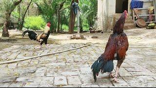 How rooster call each other for Fight  Hen vs Hen