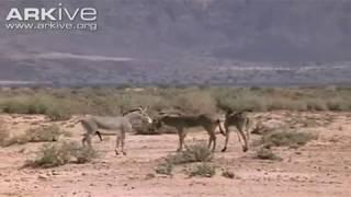 African wild ass  Equus africanus somalicus mating