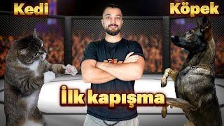 KÖPEK VE KEDİ  İLK TANIŞMA