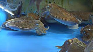 Korean Fish Market - Cutting Live Cuttlefish