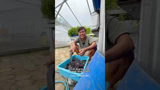 Tinggal PETIK & SEROK Perut Auto Kenyang  Menikmati Hasil Kebun Halaman Rumah #youtubeshorts