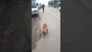 Trying to rescue a street poor dog bt see what this vehicle did this dog shocked everyone 
