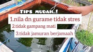 tips mengurangi kematian gurame dn nilasaat baru di tebar