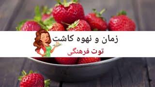 زمان و روش کاشت توت فرنگی  time of strow berry planting  روش تکثیر توت فرنگی