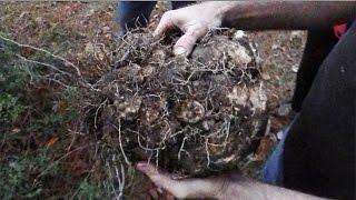 Harvesting A Winged YamEdible Air PotatoDioscorea alata