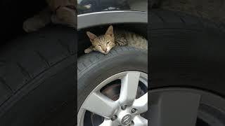 kucing lucu di atas ban mobil