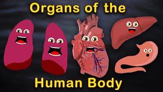 Organs of the Human Body Songs   Anatomy Education Songs