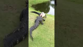 Gators fighting on golf course - Best Animals Compilation