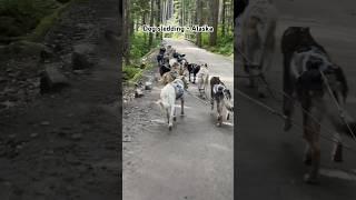 Husky Dog Sledding Experience  - Mushers Camp Alaska #cruise #shorts