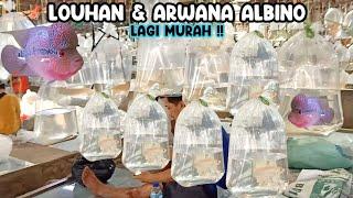 LOUHAN & ARWANA ALBINO LAGI MURAH‼️CEK LAPAK-LAPAK LOUHAN & ARWANA  PASAR IKAN HIAS PARUNG‼️