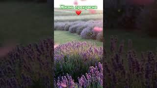 Жизнь прекрасна