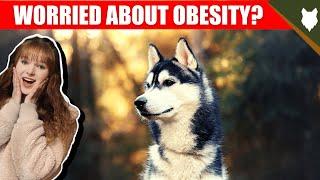 DO SIBERIAN HUSKY HAVE OBESITY PROBLEMS?