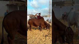 Bodybuilder cow  mashallah  ￼ #syedfahad #animals #cowvideos #cute