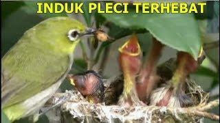 Perjuangan INDUK Burung PLECI Merawat anaknya