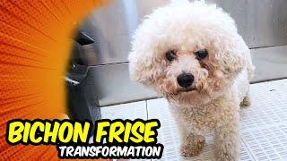 BICHON FRISE GROOMING Transformation