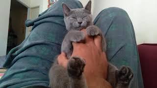 massage cat BSH