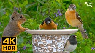 Cat TV for Cats to Watch8 Hours️ Beautiful Birds Squirrels Relax Your Pets4K HDR