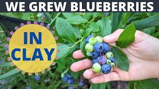 Two ways to grow blueberries in clay soil