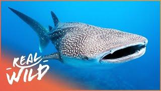 Whale Sharks The Gentle Giants Of The Sea  The Blue Realm  Real Wild