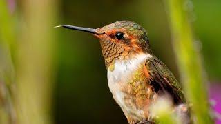 The Scintillant Hummingbird