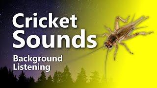 Relaxing Cricket Sounds for Sleep & Tinnitus Relief