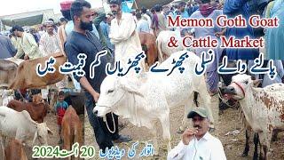 Memon Goth Cattle & Goat Market Latest Update