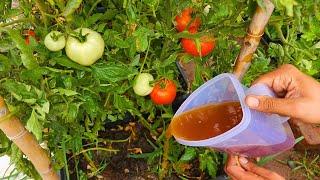 It Will Double Your Tomato Harvest with Incredibly Affordable Fertilizer Just 2 Things Combined