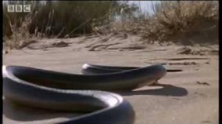 How snakes move & run - Serpent - BBC Animals