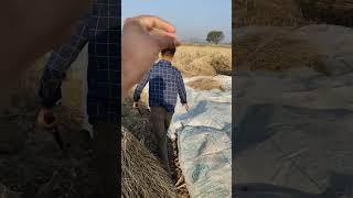 सरसों की फसल ️ #btlmanish #kisan #vlog