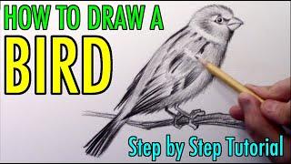 How to Draw a Bird Narrated Step by Step