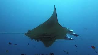 Manta Stingray  Giant Sea Devil 