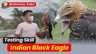 ELANG BESAR Indian Black Eagle