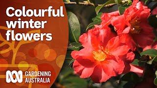 Colour Me Cool  Colourful Winter Flowers  Gardening Australia