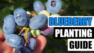 Planting Guide For Blueberries