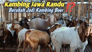 Mengenal Lebih Detail Tentang Peternakan Kambing Boer