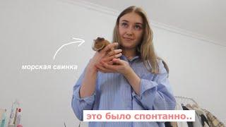 я купила морскую свинку *влог*