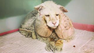 He look alike a lion with two huge TUMOR on his face They abandoned him on the street...